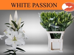 Lily Oriental White Passion 90cm 6+