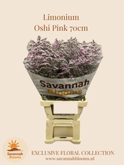Limonium Safora Oshi Pink 70cm 40gr.