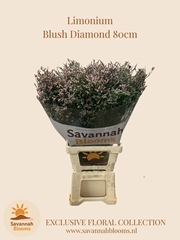 Limonium Sinense Blush Diamond 80cm 40gr.
