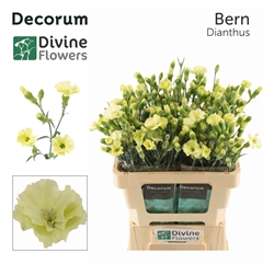 Dianthus Spray Single Solomio Bern 60cm