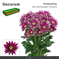 Chrysanth Spray Bolte 70cm 80gr.