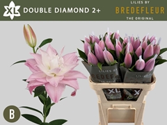 Lily Oriental Double Diamond 80cm 2+