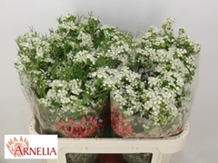 Chamelaucium Ofir 70cm 40gr.