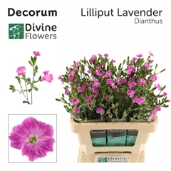 Dianthus Lilliput Lavender 60cm