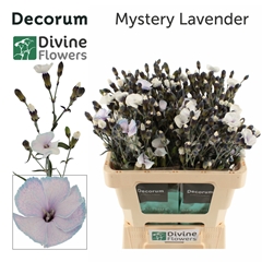 Dianthus Spray Single Paint Solomio Myst Lavendel 60cm