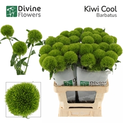 Dianthus Barb Kiwi Mellow Cool 60cm
