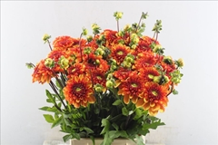Dahlia American Sun 55cm