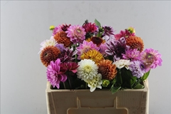 Dahlia Mix 50cm