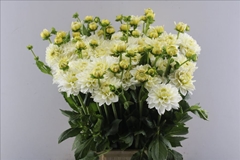 Dahlia Polar Ice 55cm