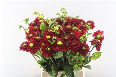 Dahlia Red Fox 50cm