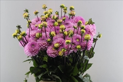 Dahlia Wizard Of Oz 55cm