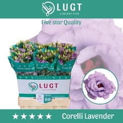 Eustoma Double Corelli Lavender 70cm