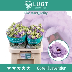 Eustoma Double Corelli Lavender 70cm