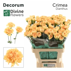 Dianthus Single Crimea 60cm