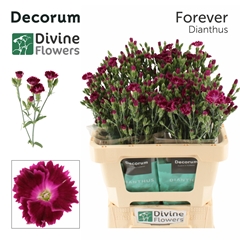 Dianthus Lilliput Forever 60cm