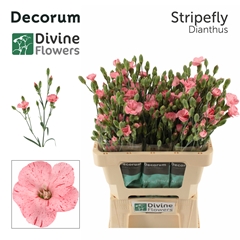 Dianthus Spray Single Solandis Stripefly 60cm