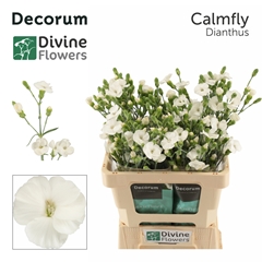 Dianthus Spray Single Solandis Calmfly 60cm