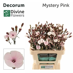 Dianthus Spray Single Painted Solomio Mystery Pink 60cm