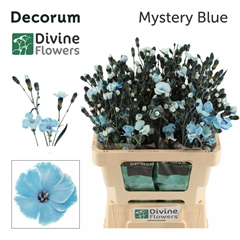 Dianthus Spray Single Painted Solomio Mystery Blue 60cm
