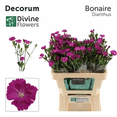 Dianthus Raffine Bonaire 53cm