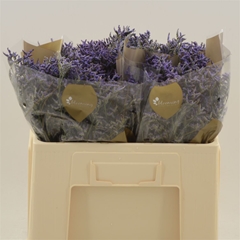 Limonium Safora Dark Blue 60cm 20gr.