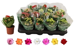 Kalanchoe Double Rosaline Mix 7Ø 15cm