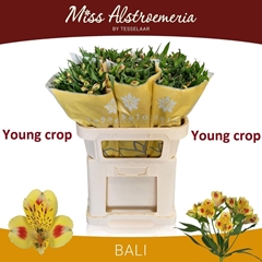Alstroemeria Bali 75cm 90gr.