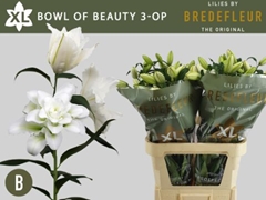 Lily Oriental Double Bowl Of Beauty 85cm 3+
