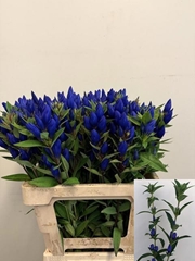 Gentiana Just Blue 60cm