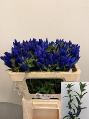 Gentiana Just Blue 50cm