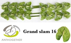 Anthurium Grand Slam 11cm Hd