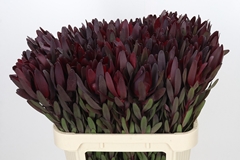Leucadendron Safari Sunset 80cm