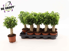 Ficus Benjamina Natasja 12Ø 35cm