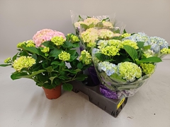 Hydrangea Mix 14Ø 40cm 7bl