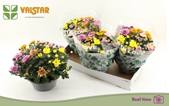 Chrysanth Elixer 23Ø 25cm