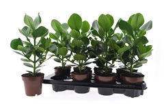 Clusia Princess 12Ø 40cm