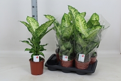 Dieffenbachia Mars 17Ø 60cm