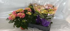Hydrangea Early Rosa 14Ø 35cm 5bl