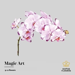 Phalaenopsis Magic Art 65cm 9+