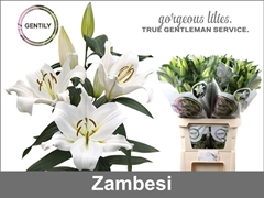 Lily Oriental Zambesi 90cm 4+