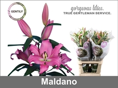 Lily Oriental Maldano 95cm 4+