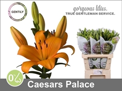 Lily La Caesars Palace 90cm 5+