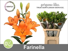 Lily La Farinella 90cm 5+