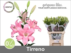Lily La Tirreno 90cm 4+