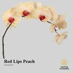 Phalaenopsis Painted Red Lips Peach 75cm 9+