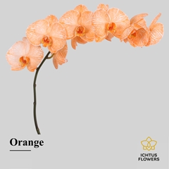 Phalaenopsis Painted Orange 75cm 9+