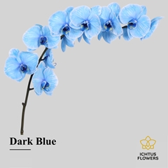 Phalaenopsis Painted Dark Blue 55cm 7+