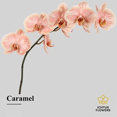 Phalaenopsis Painted Caramel 75cm 9+