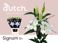 Lily Oriental Signum 100cm 5+