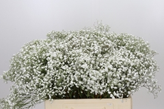 Gypsophila Paniculata Xlence 60cm 10gr.